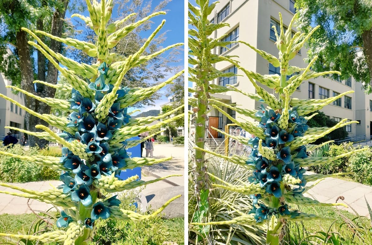 Puya alpestris nuevamente es el principal atractivo turístico en la U de Concepción