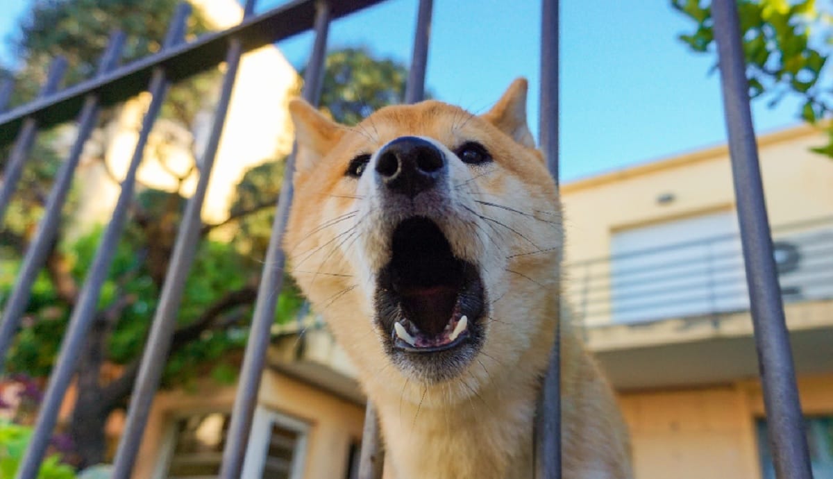 Mi perro ladra mucho… ¿Qué puedo hacer?