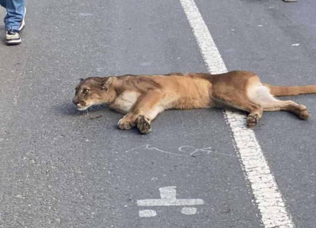 Muere puma que fue atropellado en Ruta de la Madera