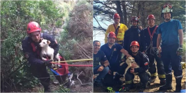 Perrito atrapado en acantilado en Península Hualpén: Bomberos no dudaron en darle auxilio