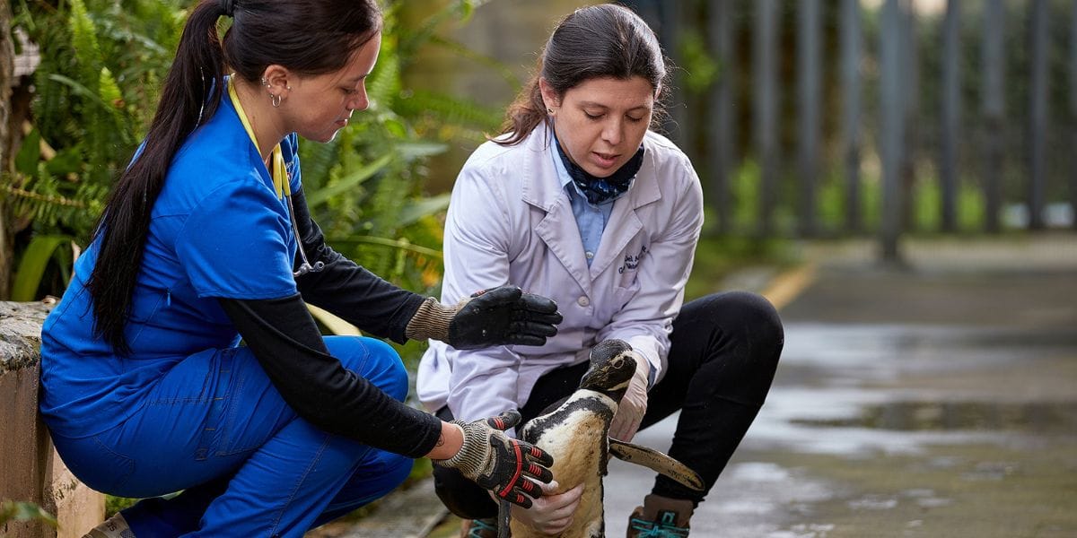 Centro de Rehabilitación de Fauna Silvestre USS: Una segunda oportunidad para las especies de la zona