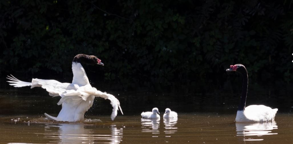 Cisnes de cuello negro nacieron en Laguna de los Patos en campus UdeC: ‘Eviten arrojarles comida’
