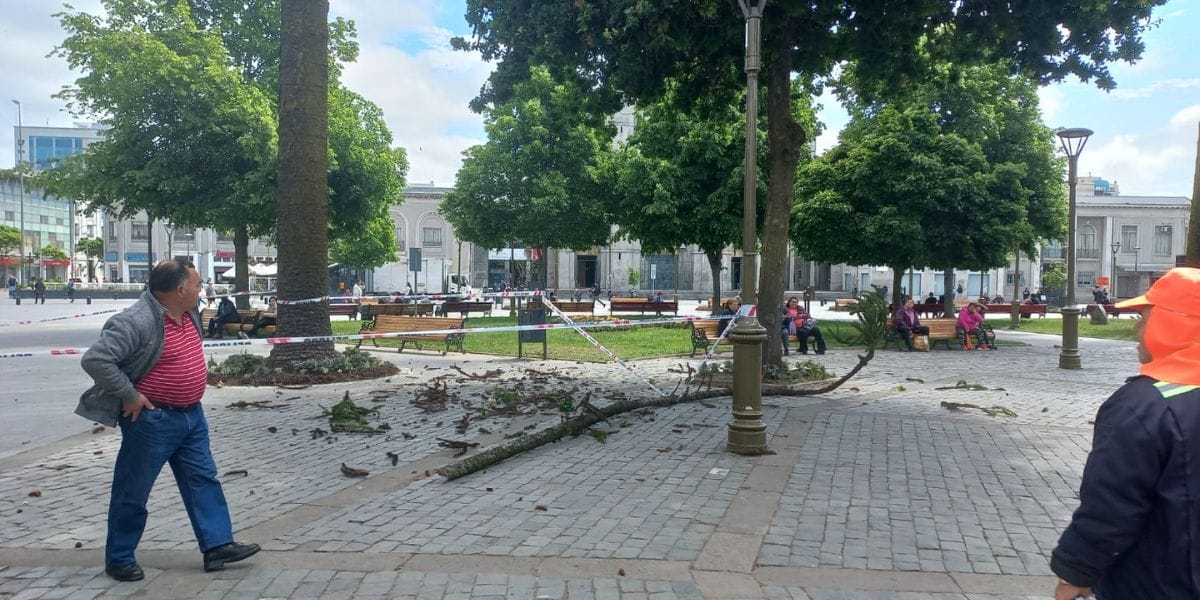 Rama de grandes dimensiones cae desde una araucaria en Plaza Independencia de Concepción