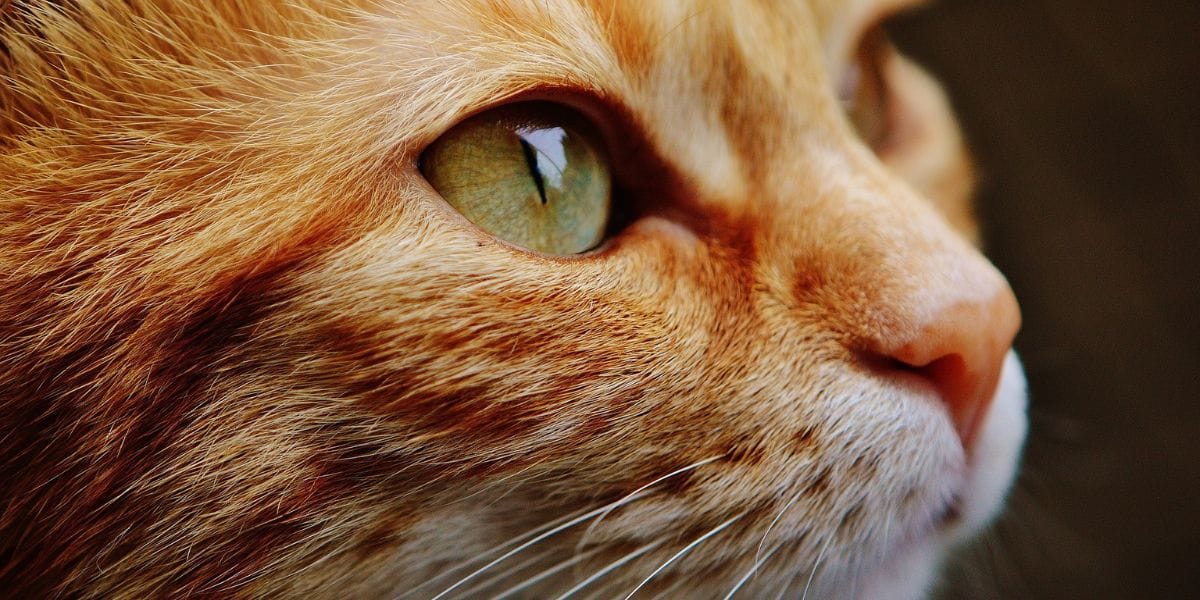 Médico pidió “eliminar a los gatos” e indignó en redes sociales: Inician sumario en su contra