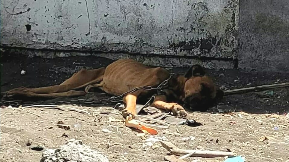 Rescatan a perrito desnutrido y encadenado en San Pedro de la Paz: Ni siquiera le daban agua