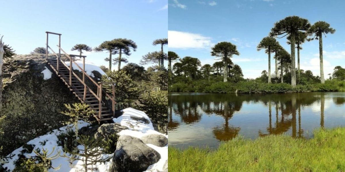 Cierran temporalmente Parques Nacionales en La Araucanía y Biobío tras hechos de violencia