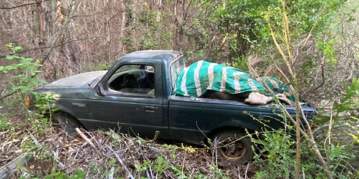 Abigeato en Santa Juana: Sujetos fueron descubiertos mientras cercenaban animales