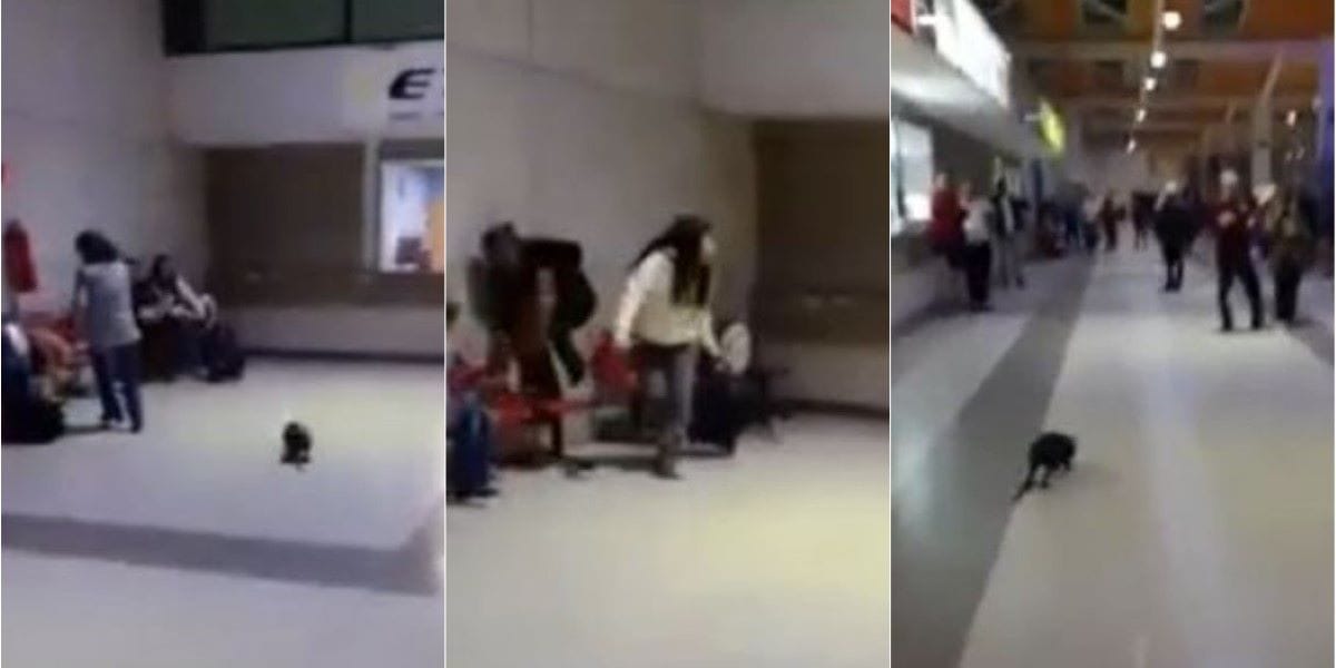 Coipo se paseó por terminal de buses Collao en Concepción: llamó la atención su enorme tamaño