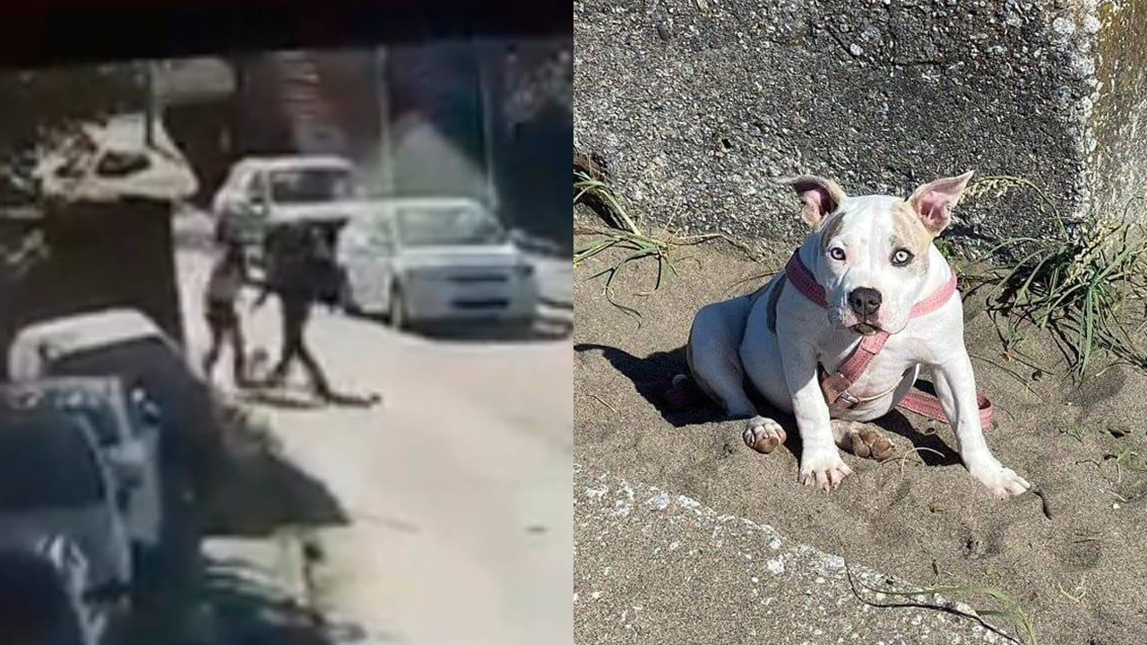 Familia clama por ayuda para encontrar a perrita robada en Lota: Can ayudaba a niño de 9 años con TEA
