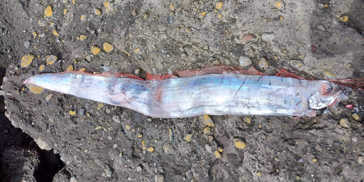 Aparece otro pez remo en Chile: Hace meses fue capturado uno en Arica
