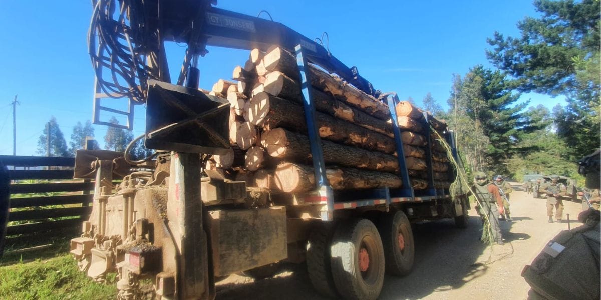 Atrapan a cuatro personas durante dos robos de madera en predios forestales en Arauco