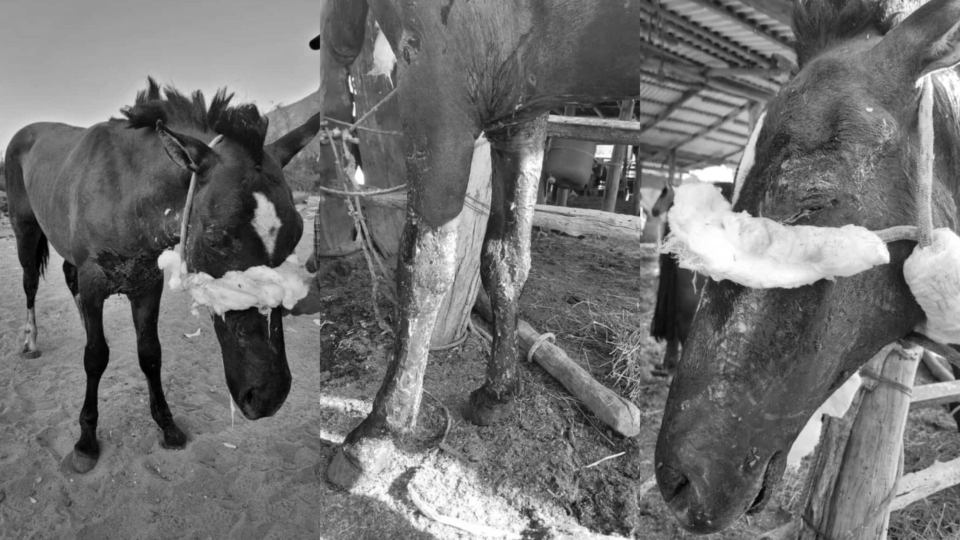 Los catastróficos efectos en los animales por los incendios forestales en la Región Metropolitana