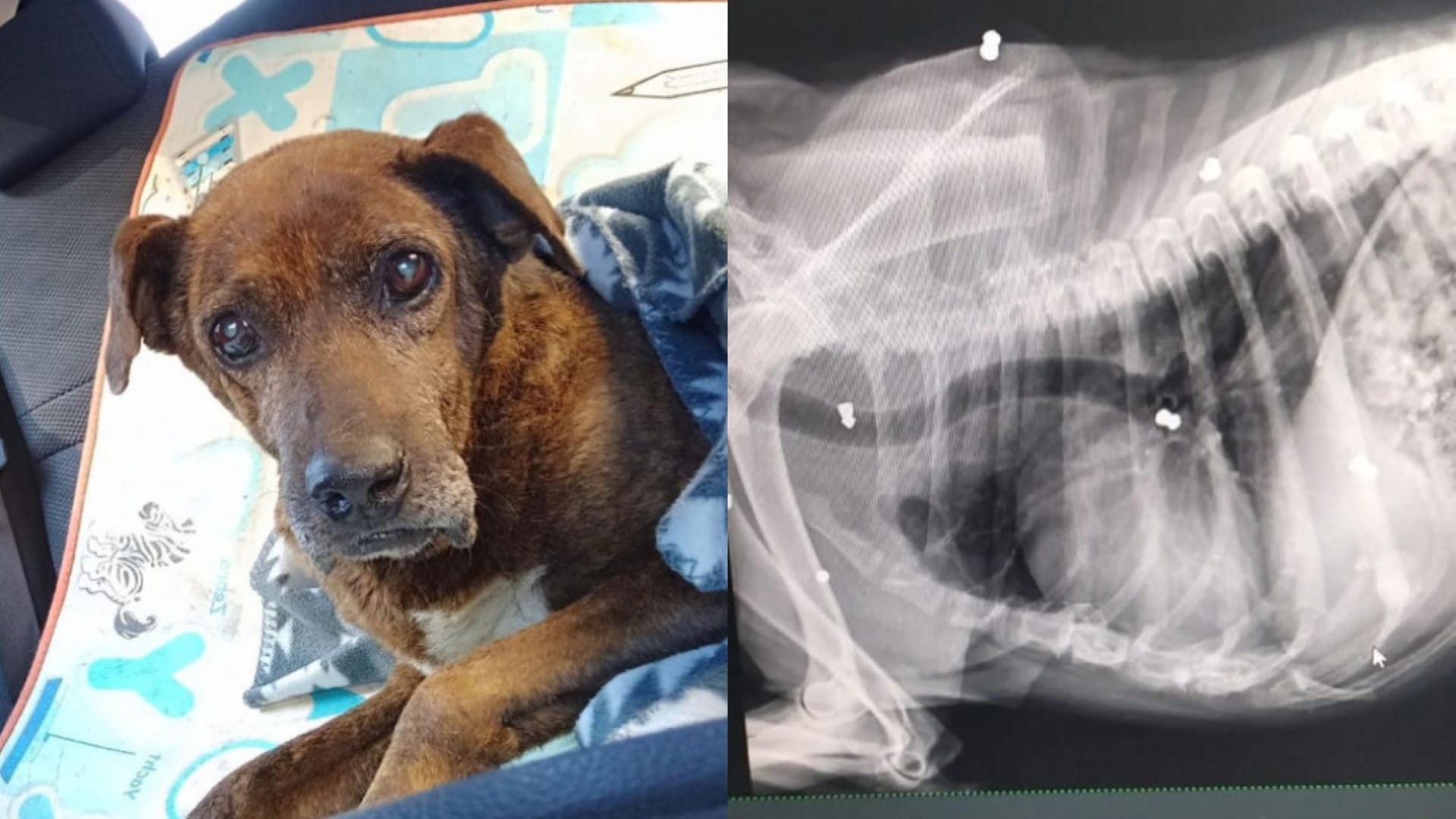“Quiere vivir…”: Perrito de Lota fue atacado con arma de fuego y recibió 10 impactos de proyectil
