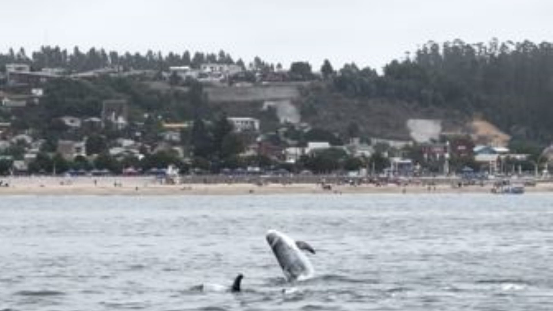 Manada de delfines sorprende a visitantes de Dichato con “espectáculo de la naturaleza”