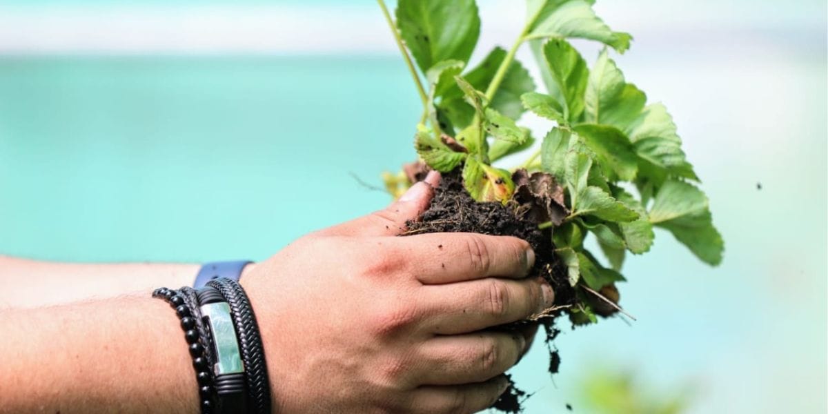Voluntarios construyeron huerto adaptado para adultos mayores del Eleam de Hualpén