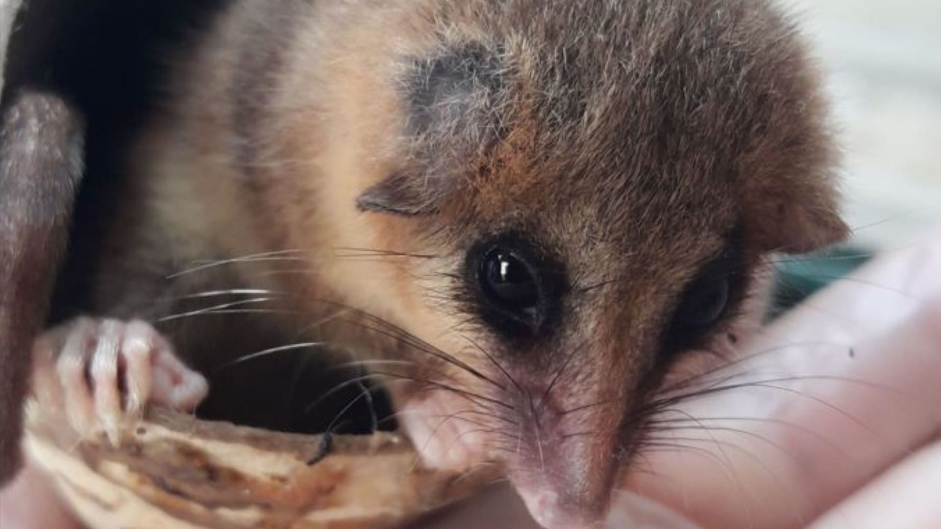 SAG Biobío dio recomendaciones por presencia de ejemplares de fauna silvestre tras incendios