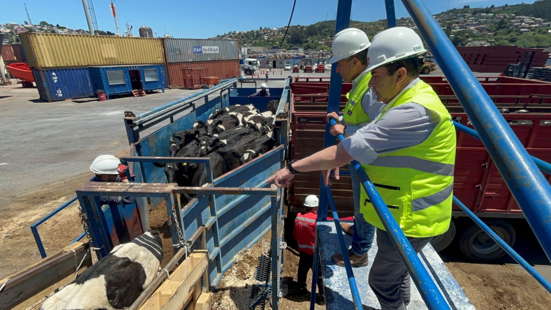 Desde puerto de Talcahuano: Certifican noveno embarque de vaquillas en pie con destino a China
