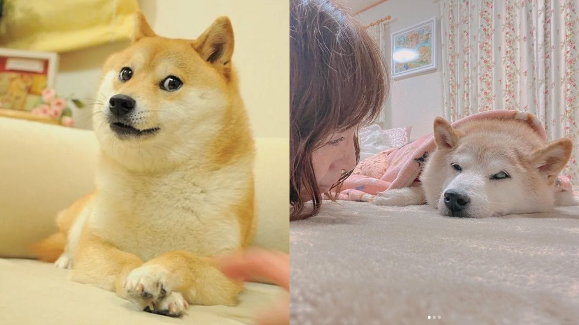 Kabosu, la icónica perrita meme, se encuentra en delicado estado de salud