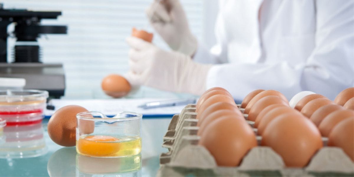 Inocuidad alimentaria: Expertos analizan riesgos en consumo y producción de alimentos en el Biobío
