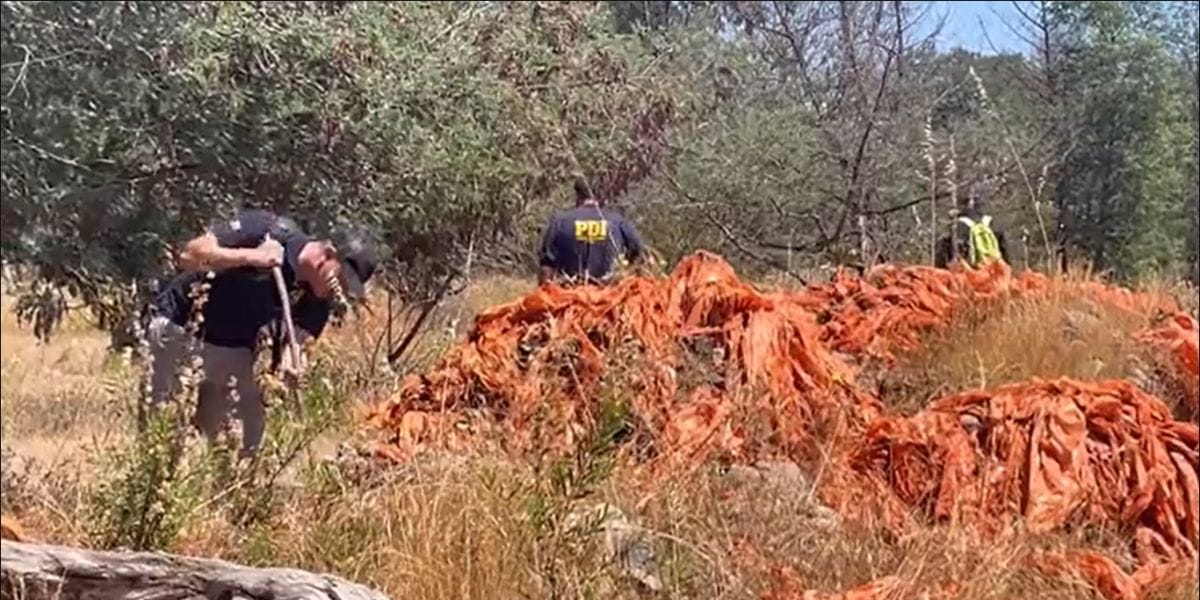 Investigan brutal homicidio de hombre en Pelarco: PDI aún busca partes del cuerpo