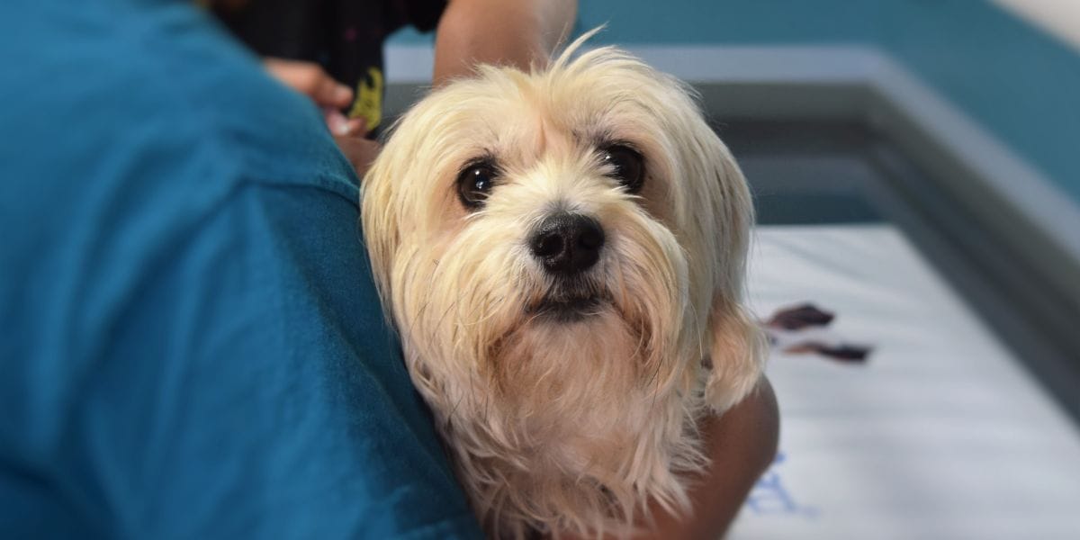 PDI detiene a falsos veterinarios: Incautan más de dos mil fichas clínicas