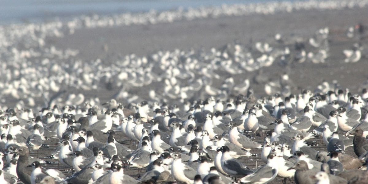 Alerta por casos de gripe aviar en el norte de Chile