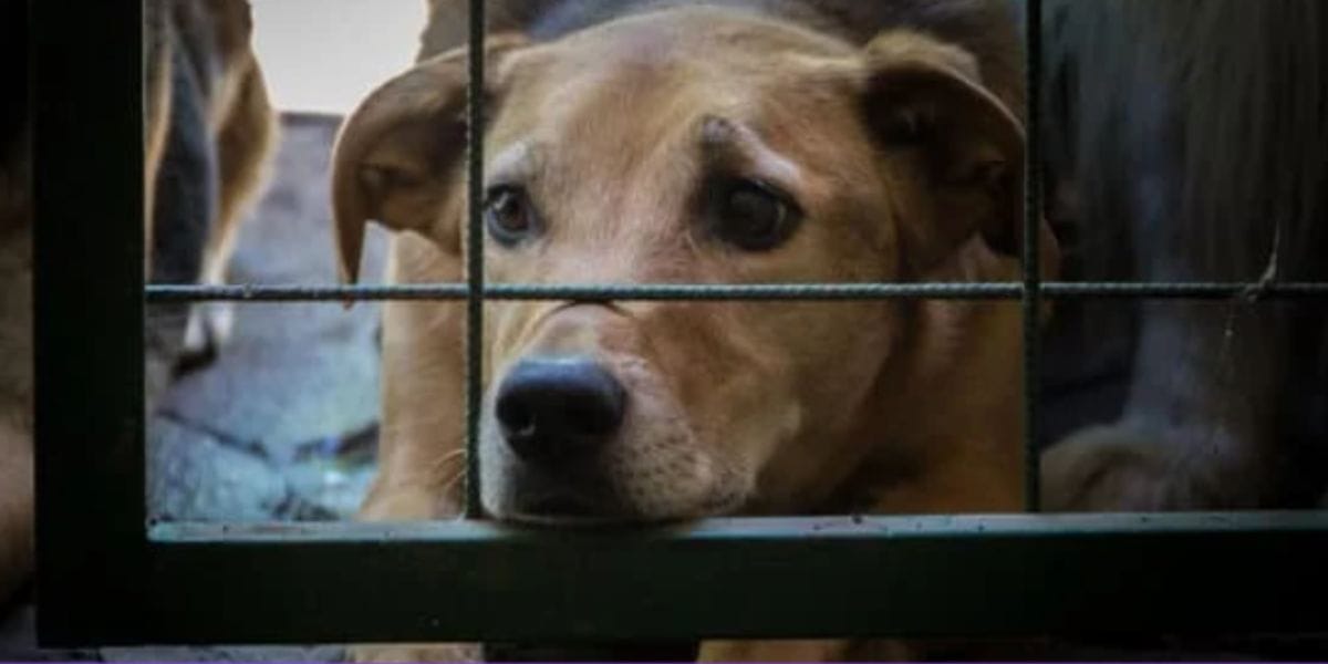 Encargado de registro genealógico de canes en Chile fue detenido por la muerte de 16 perros