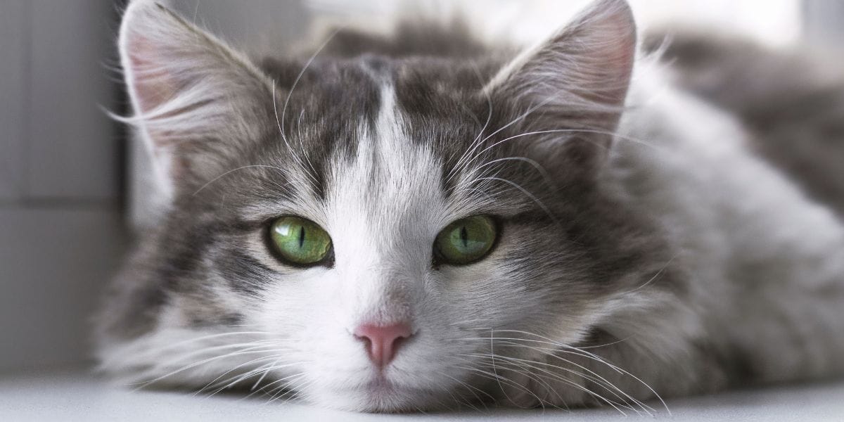 ¿Dejarlos salir o tenerlos dentro de casa? Estudio revela qué es mejor para los gatos