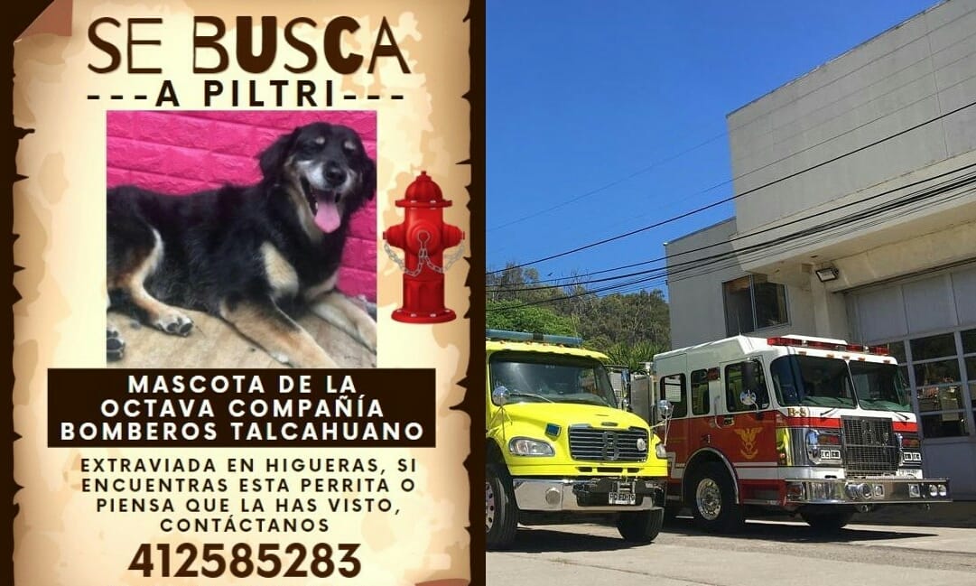 Bomberos buscan ayuda para encontrar a “Piltri”: La mascota de la Octava Compañía de Talcahuano