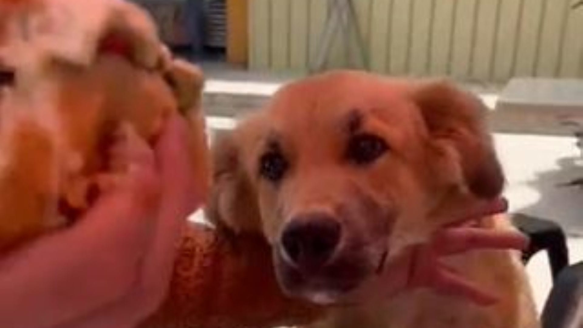 “Te ganaste el cielo”: Joven dio saco de alimento a perrito callejero que saltaba pidiéndole comida