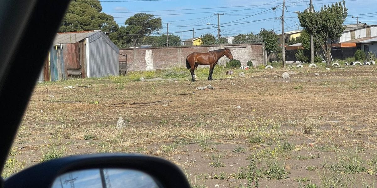 El peligro inminente de animales en las vías: Normativa faculta a Carabineros a retirarlos