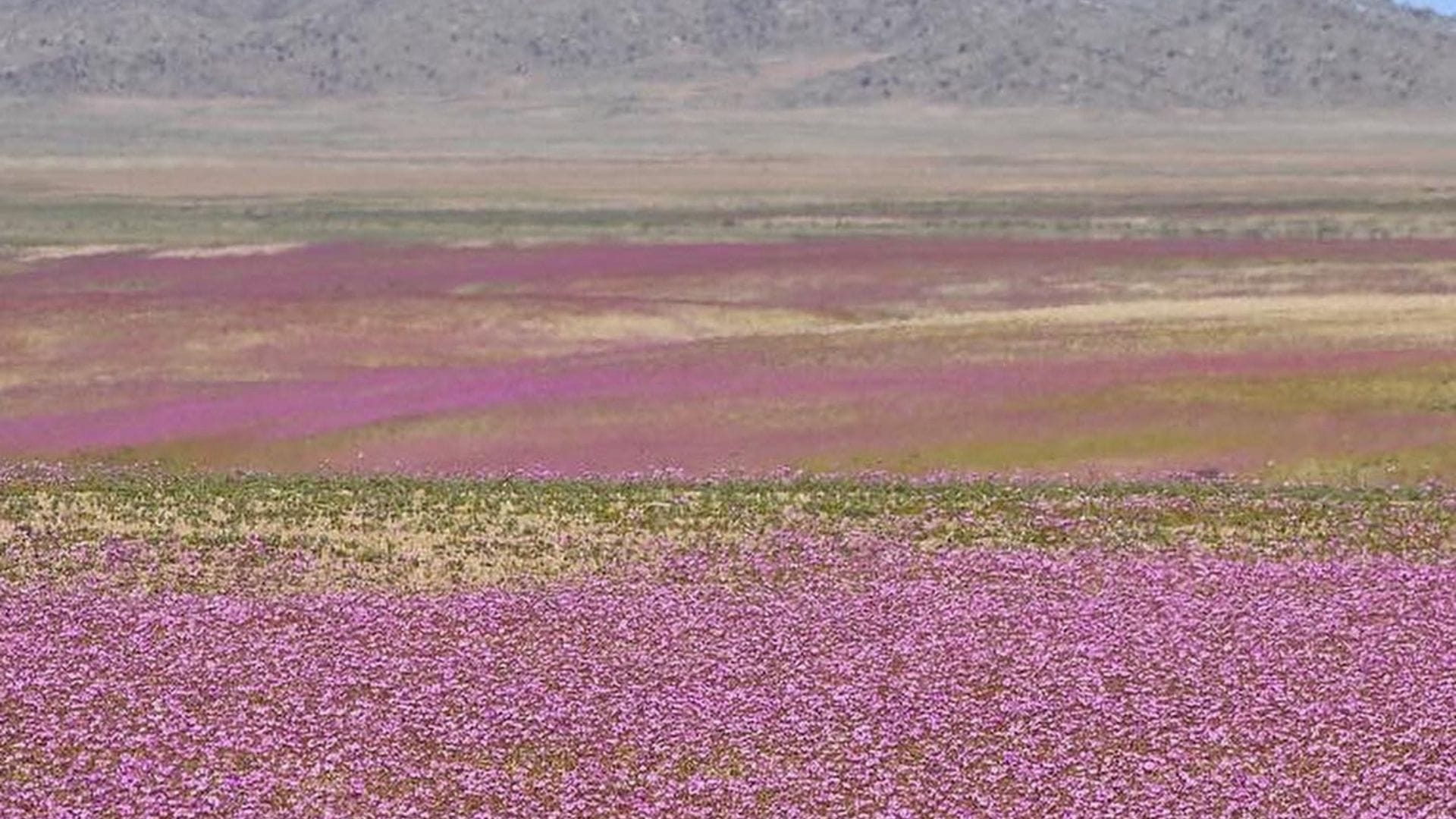 Aprueban creación del Parque Nacional Desierto Florido en Atacama