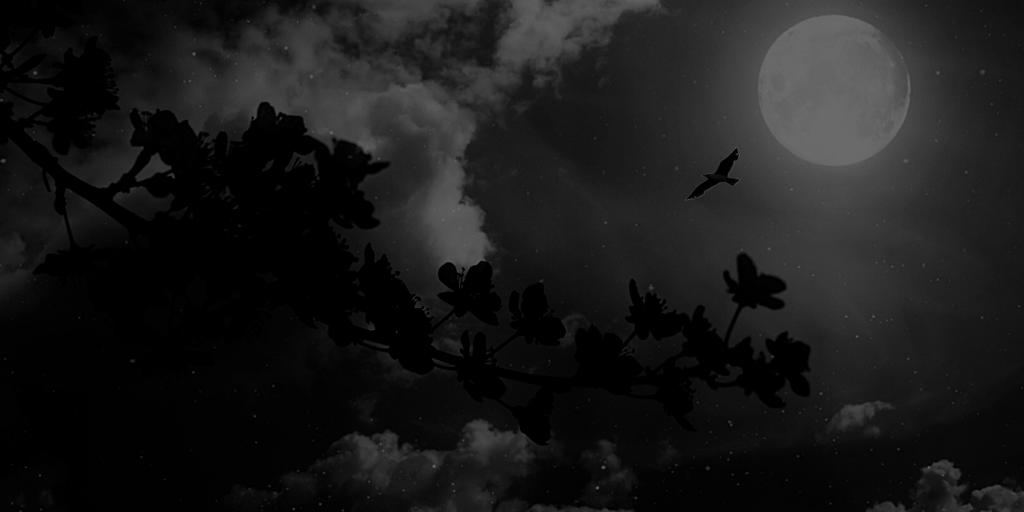 La historia del “Tue Tue” y el “Chonchón” los pájaros nocturnos que aún atemorizan los campos chilenos