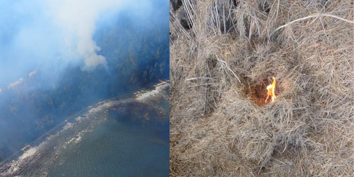 Incendio forestal afecta a predio en Tomé: Se hallaron velas encendidas en el lugar