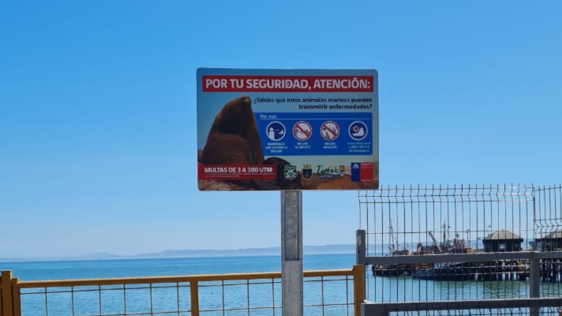 Instalan letreros en playa de Tomé para concientizar: Llaman a no acercarse a lobos marinos