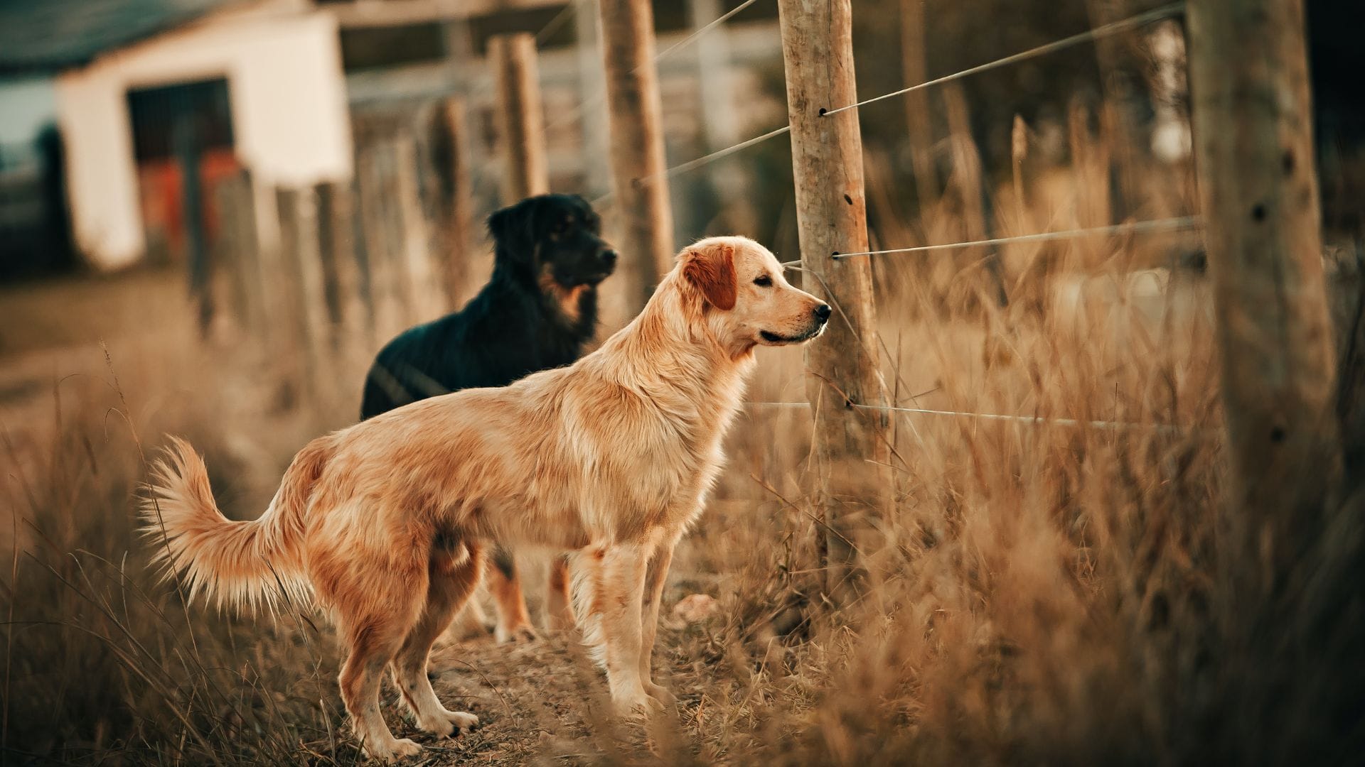 Médico veterinario de UST Concepción da consejos para cuidar a mascotas en Fiestas de Año Nuevo