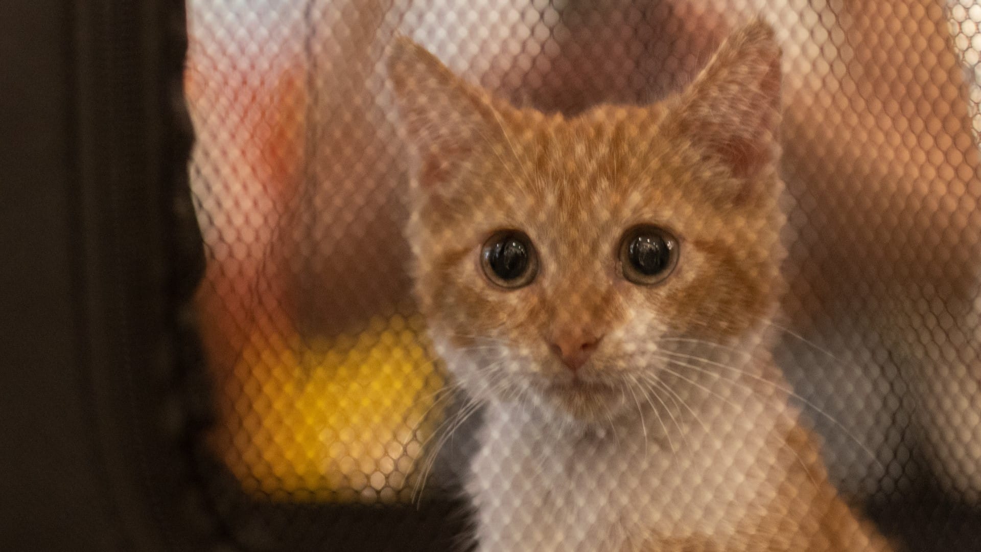 Las mascotas también son parte de la familia