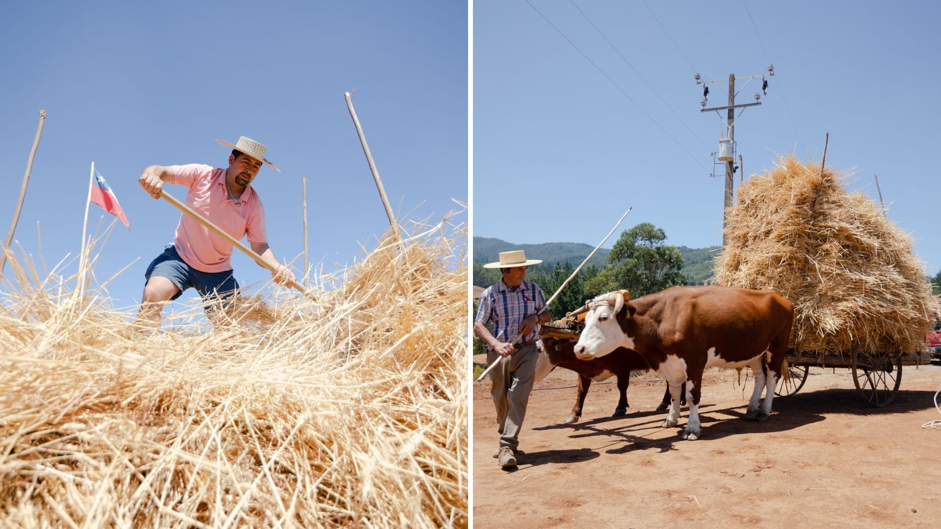 Quillón: A tablero vuelto se celebró la Fiesta de la Cosecha del Trigo de Peñablanca