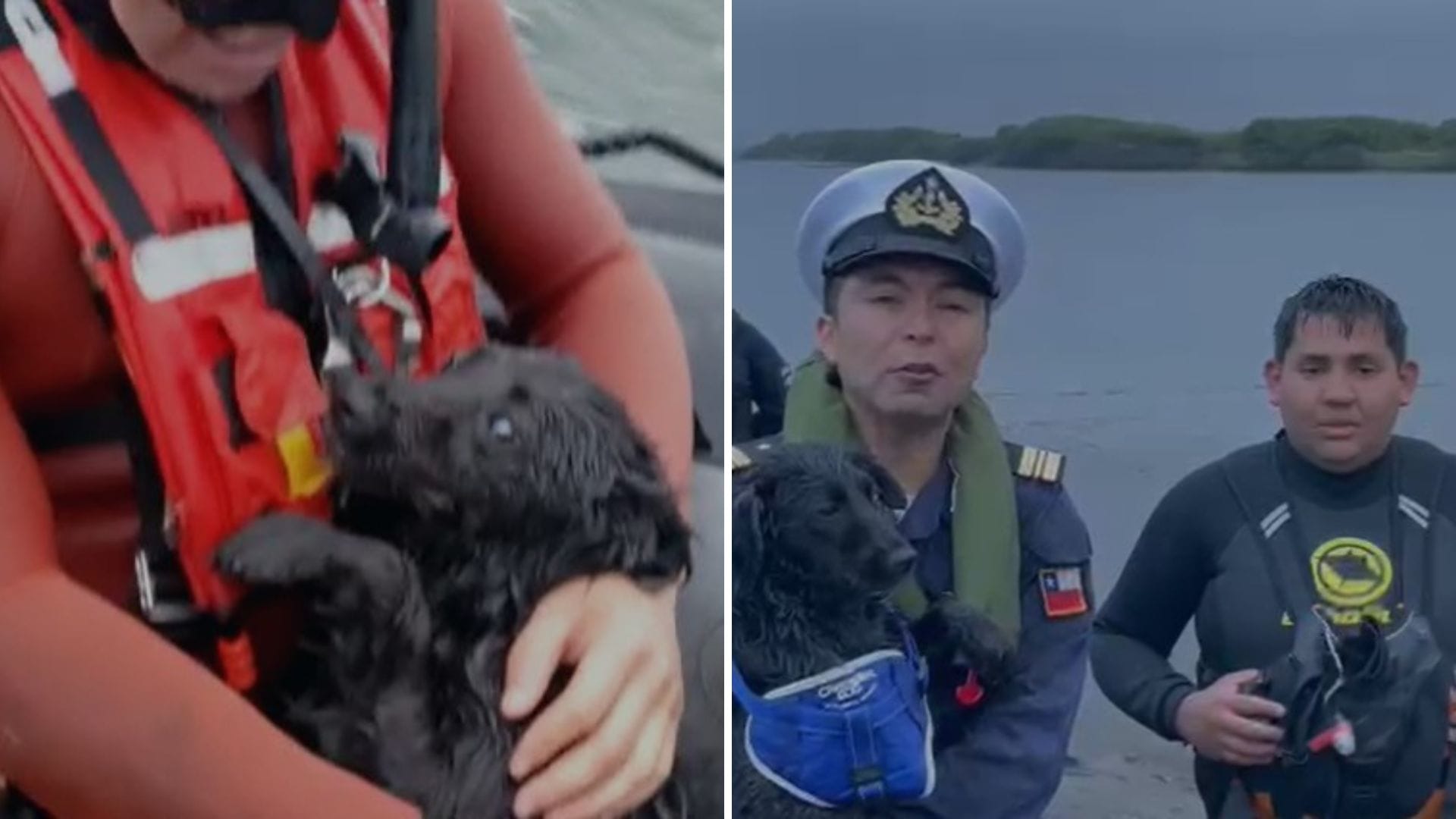 Logran rescate de perrita que llevaba 4 días sobre roqueríos en la desembocadura del Río Biobío