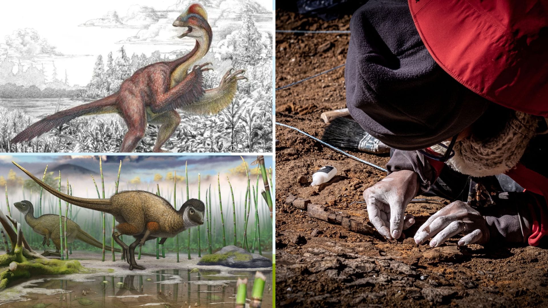 Los Dinosaurios emplumados y megarraptores  que dominaron la Patagonia chilena hace 70 millones de años