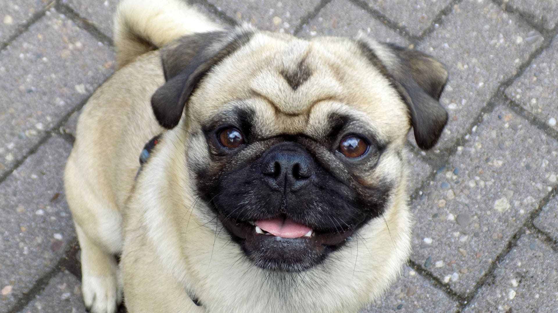 Recuperan a perrita pug robada: Mujer fue detenida por receptación en Coquimbo