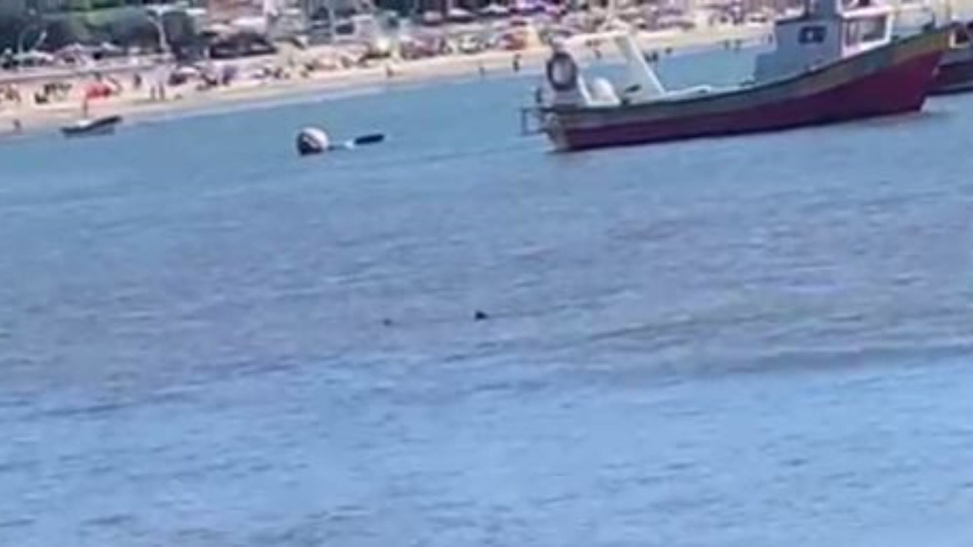 Visitantes de Dichato grabaron videos para alertar presencia de tiburón frente a la playa