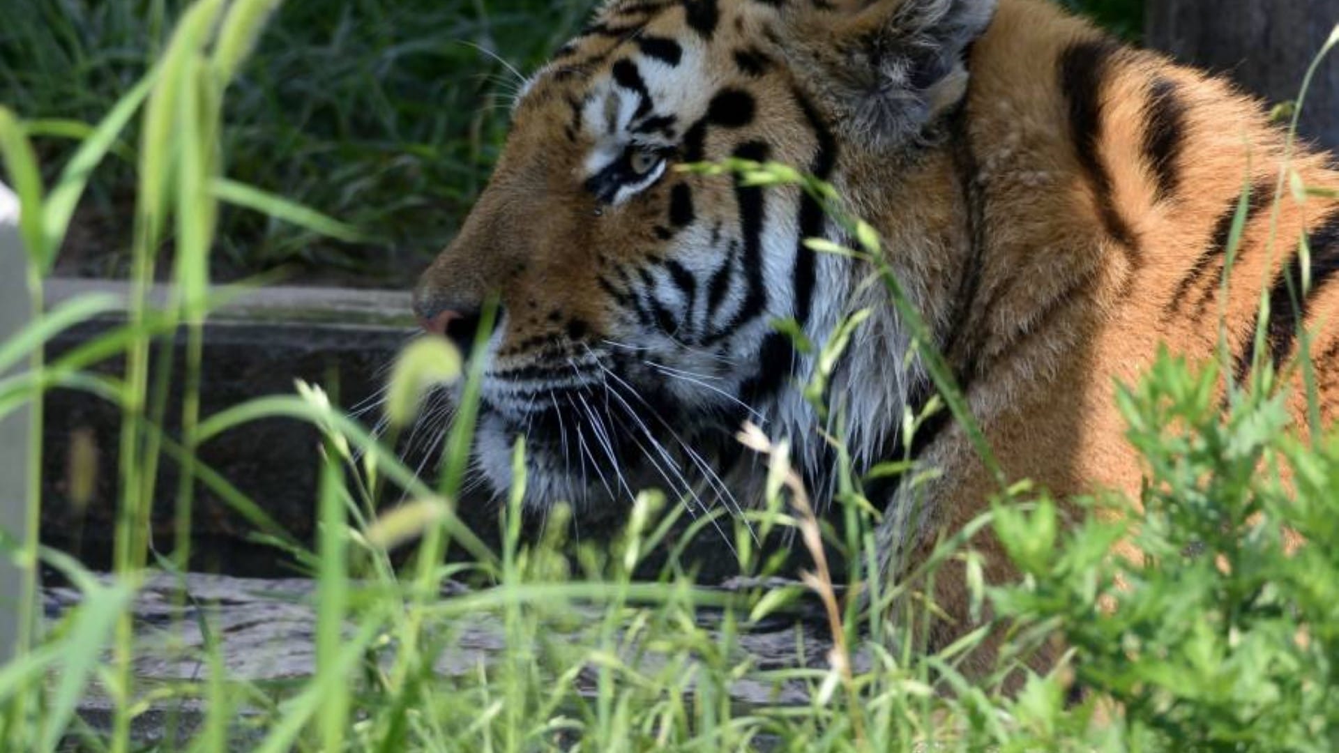 5 especies en peligro de extinción del 2023