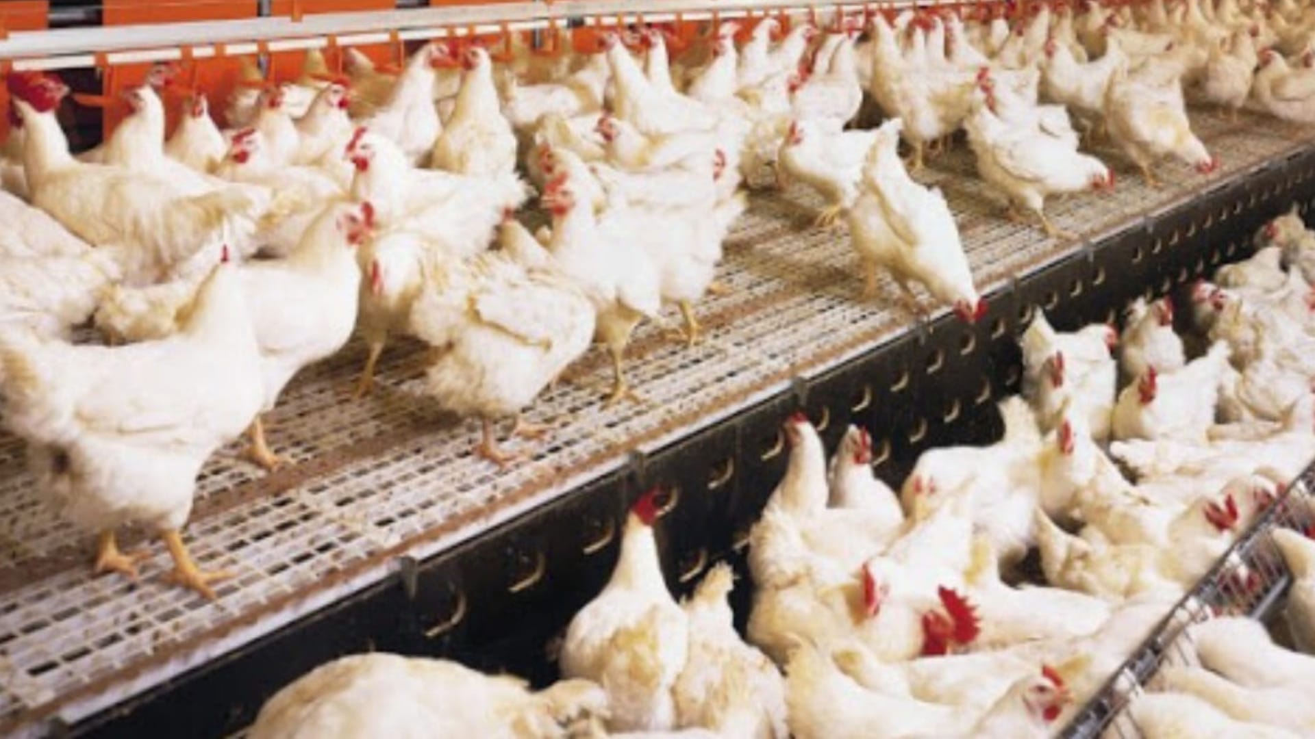Confirman primer caso de influenza aviar en la Región de Ñuble: Llaman a no manipular las aves