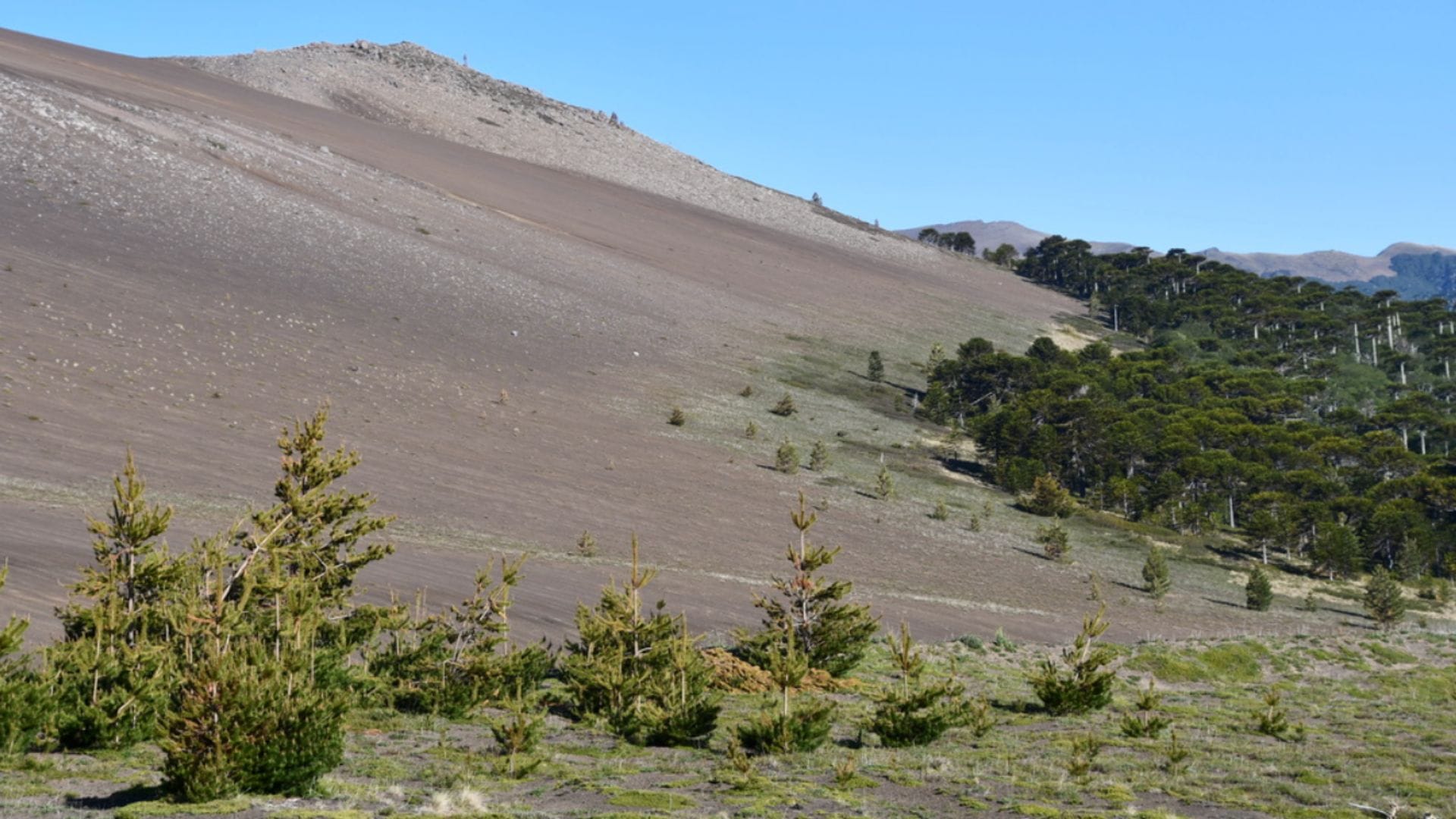 Participaron científicos de Concepción: Estudio establece que plantas exóticas se propagan rápidamente en montañas del mundo