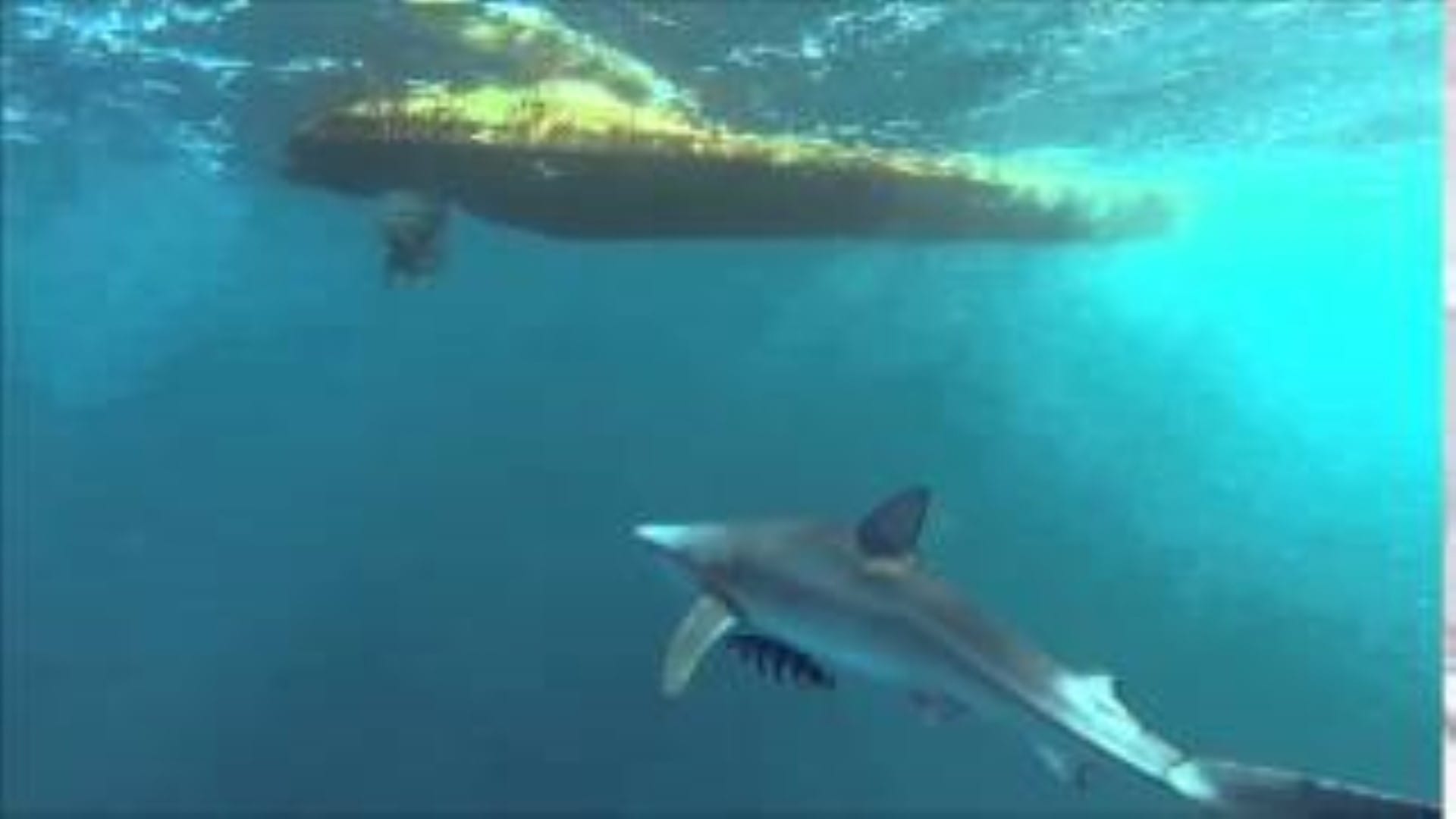 Alertan presencia de tiburón en la costa de Dichato