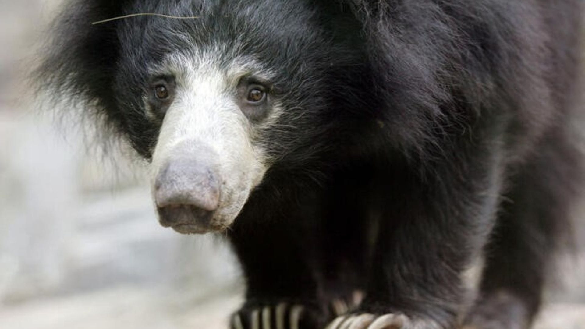 Tres osos murieron de frío tras quedar atrapados en un avión