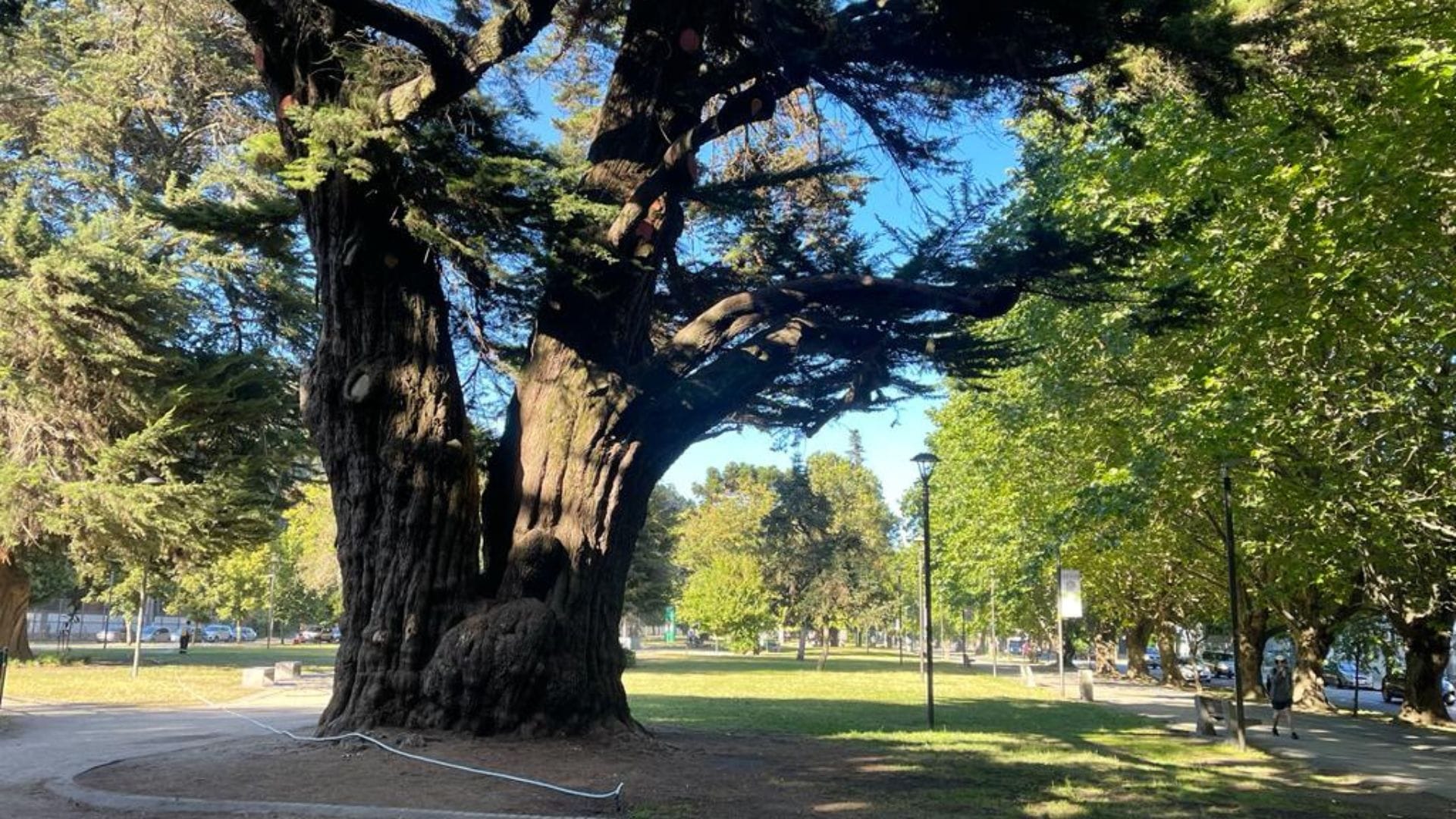 Encontramos al abuelo de los árboles del Parque Ecuador Concepción: un Ciprés californiano de cerca de 100 años
