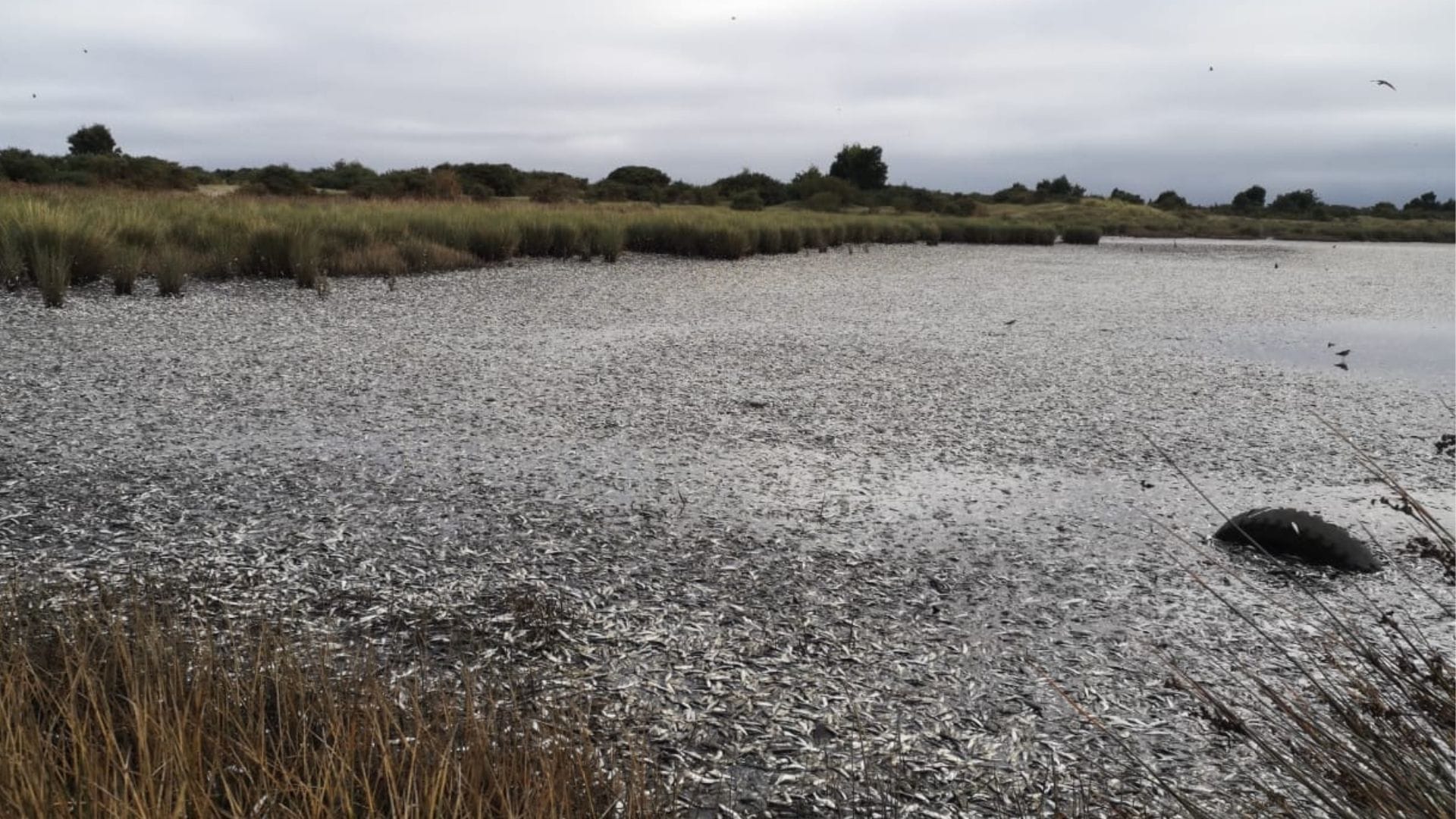 Implementan inédito “semáforo” que advierte el riesgo de varazones en el Golfo de Arauco