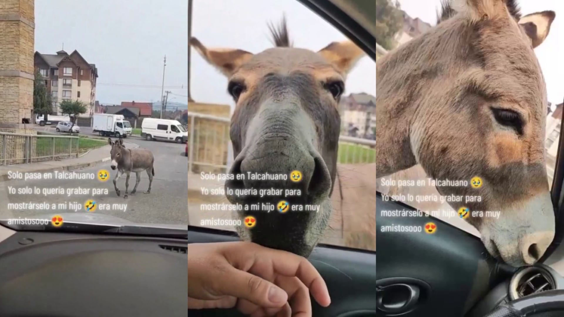 Conductora de Talcahuano saca aplausos por su tierno trato a un burrito que deambulaba solo